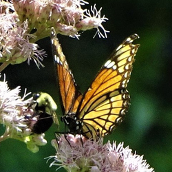 butterfly on a flower